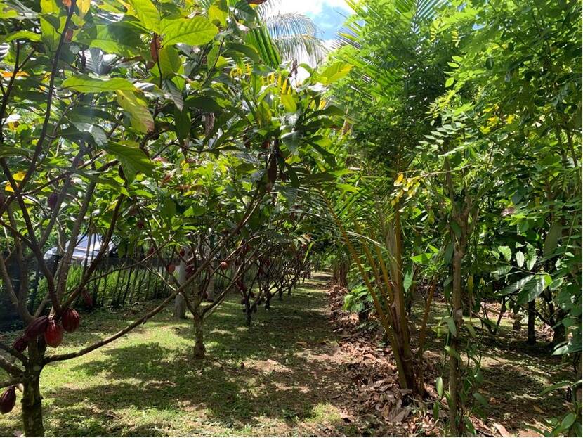 Agroforestry implementation between cocoa plants and several other plants such as bananas and coconuts in one of the villages in Jembrana, Bali