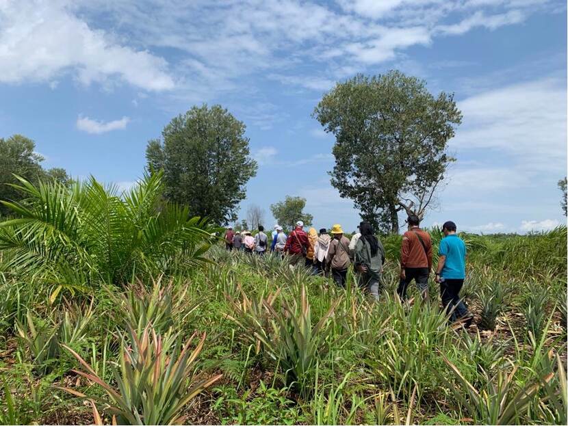 One of the activities of the SustainPalm delegation (funded by the Dutch Government) was to visit a farmer's field that integrates palm oil trees with pineapples in Mengkapan Village, Riau