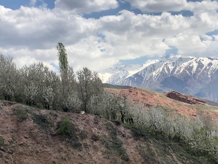 Local variety prune trees flowering in the Alborz mountains