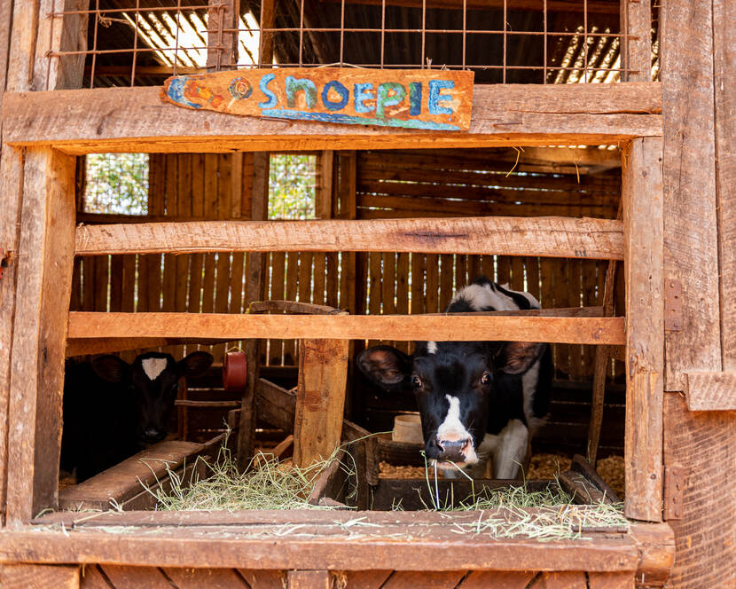 Mlango Farm’s animal residents welcoming the visitors