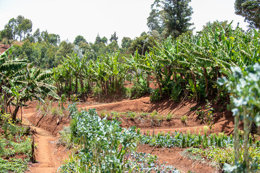 Terraces prevent water run-off, trees create shading and are great wind breakers