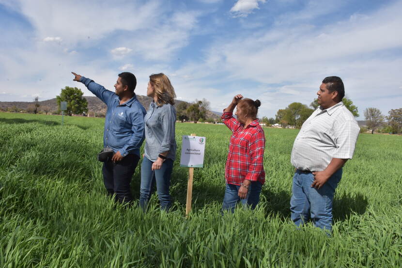Cultivating a better Mexico: strengthening barley producers for a sustainable future