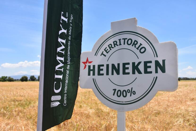 Water conservation and climate action: Heineken and CIMMYT empower Mexican farmer
