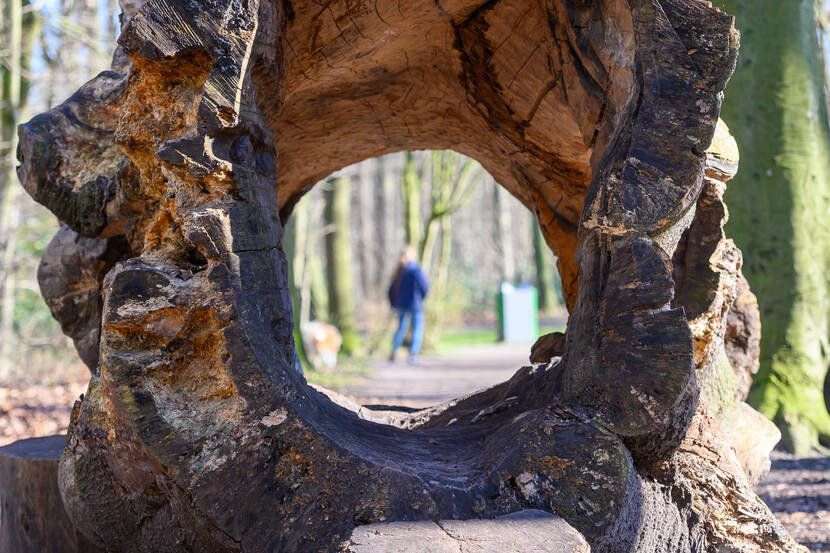 Foto genomen door een holle boomstam in het Haagse Bos. In de verte loopt een persoon.
