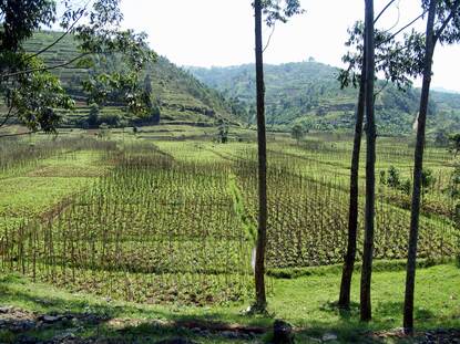 Landbouwsector Rwanda