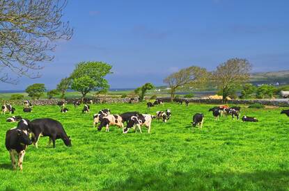 Dairy Farm Ireland