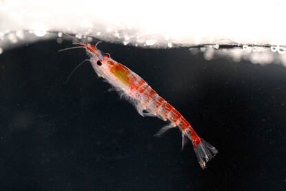 Antarctische krill aan de onderkant van zee-ijs