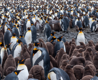 Keizer pinguisn Antarctica
