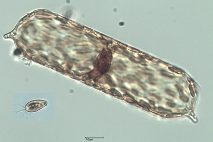 Fytoplankton, de kiezelalg Proboscia en de kleinere fytoflagellaat Geminigera
