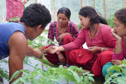 Tuinbouwproject in Nepal, mede mogelijk gemaakt door de topsector Tuinbouw en Uitgangsmaterialen (Seed Money Project).