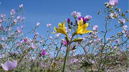 yellow and purple flowers in a field