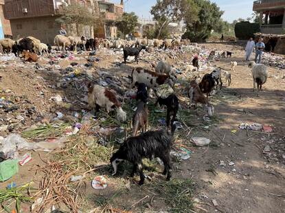 Goats grazing on rubbish in Giza