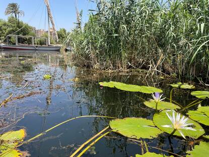 Newly re-introduced Blue Nile lotus in water