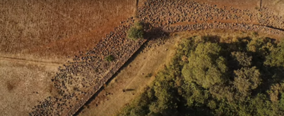 Church forest