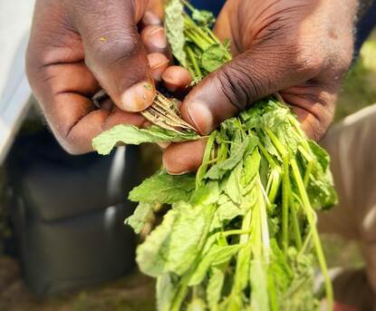 hands holding a plant and collecting the seeds