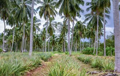 Palm trees in a field - Agri-silvicultural systems