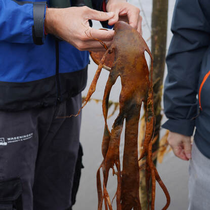 Chilean seaweed