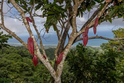 cocoa beans hanging from a tree
