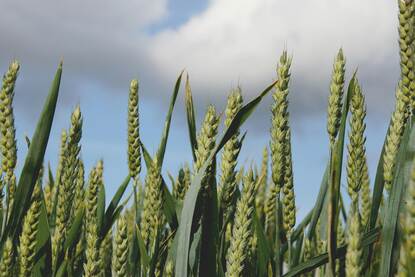 a closeup of green grasses