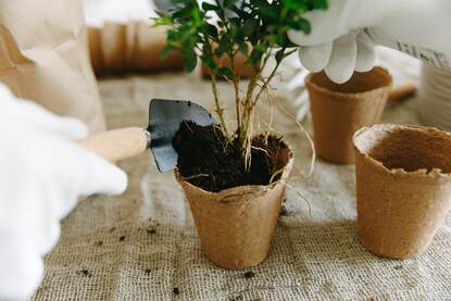 a plant being potted in a biodegrable pot by a person with white gloves