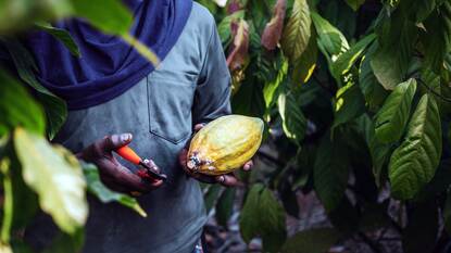 Cocoa sector in Cote d'Ivoire