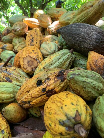 cacaobonen vlak na de oogst