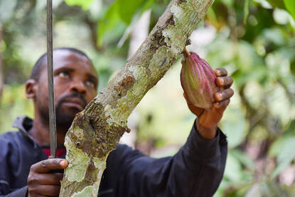 2020 Small Farmer and Cocoa in Mbangassina Cameroon