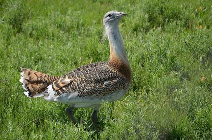 The great bustard is not just a highly protected species, but also the official sigil and mascot of the Kiskunság National Park