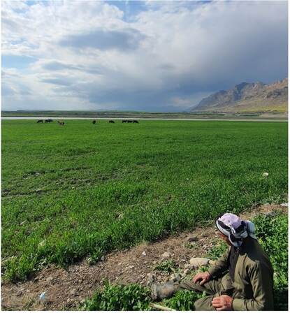 A Kurdish conventional farmer wondering for rain over his wheat field