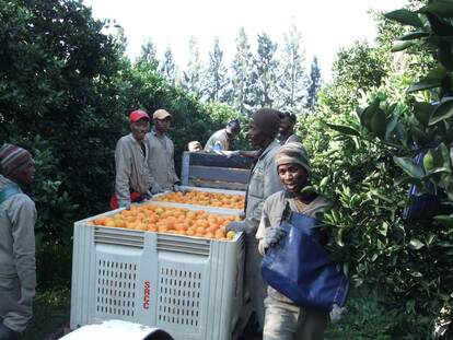 ZA Citrus farm - farm workers
