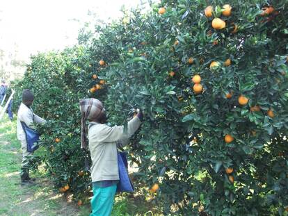 ZA Citrus farm - harvesting