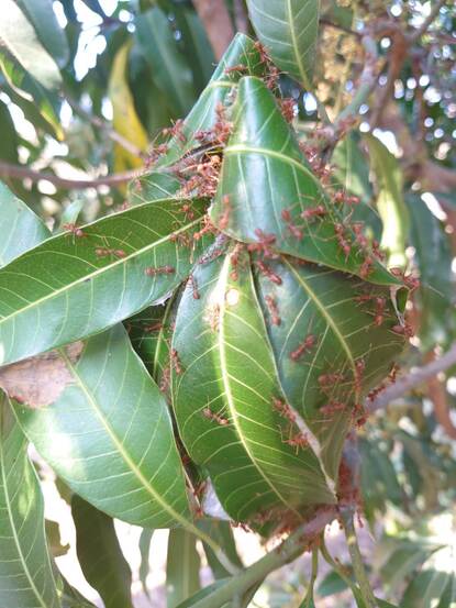 Ant nest on mango tree