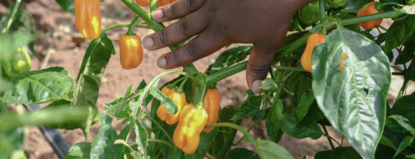 Hand grabbing peppers